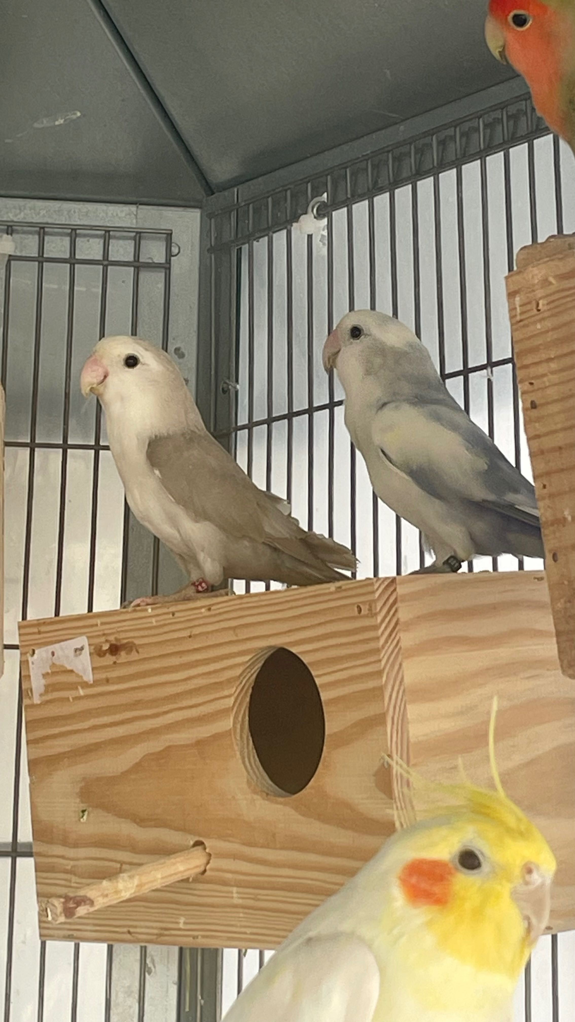 Casal Agapornis roseicollis sexados reprodutores