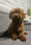 Suczka 6 miesiecy Pudel Toy red brown