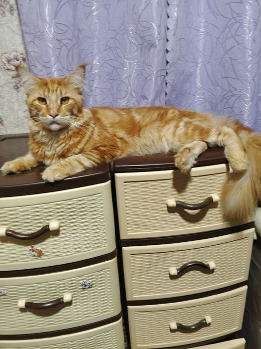 Віддам даром у хороші руки