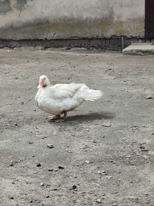 Каченята мускусна індокачка