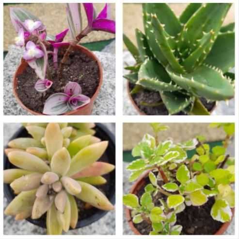 Suculentas em vaso 10,5 cm - 1 €