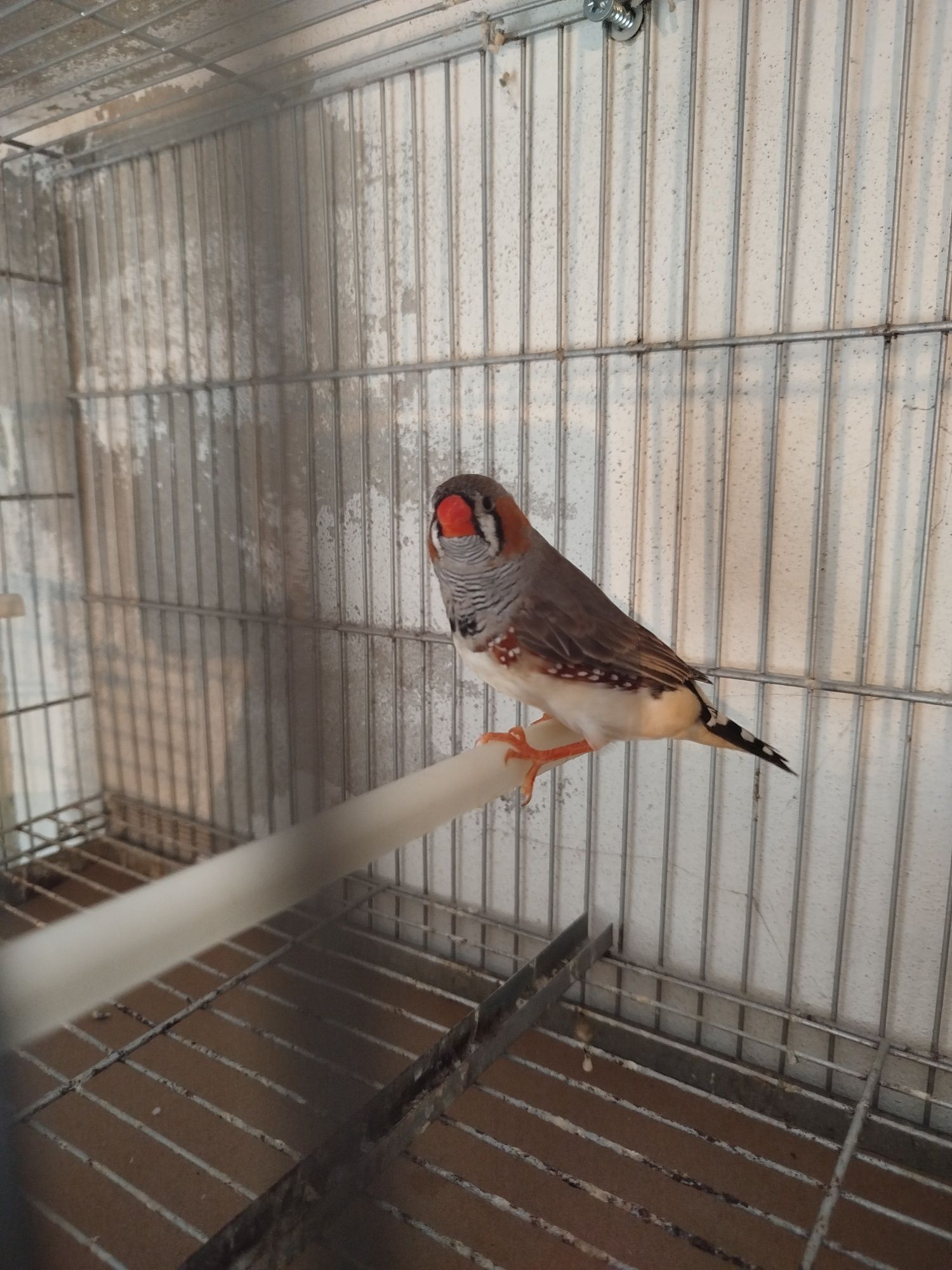 Mandarins bom porte