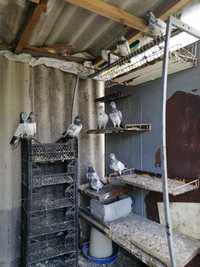 Продам будапештских высоколетных голубей или обмен на зерно