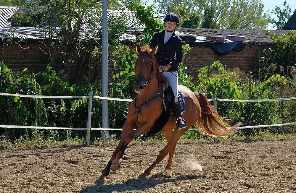 Wałach 4lata sport skoki