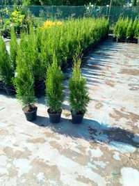 Tuja,Thuja Smaragd Szmaragd donica 3l wys.60-70cm