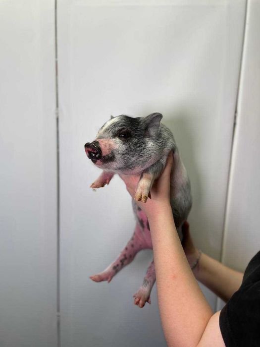 чарівні міні піг для дому, карликова свинка чорна, сіра