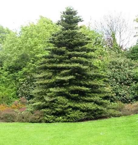 ялинка піхта корейська, висота 5м, діаметр 2,5м, вік 8 років