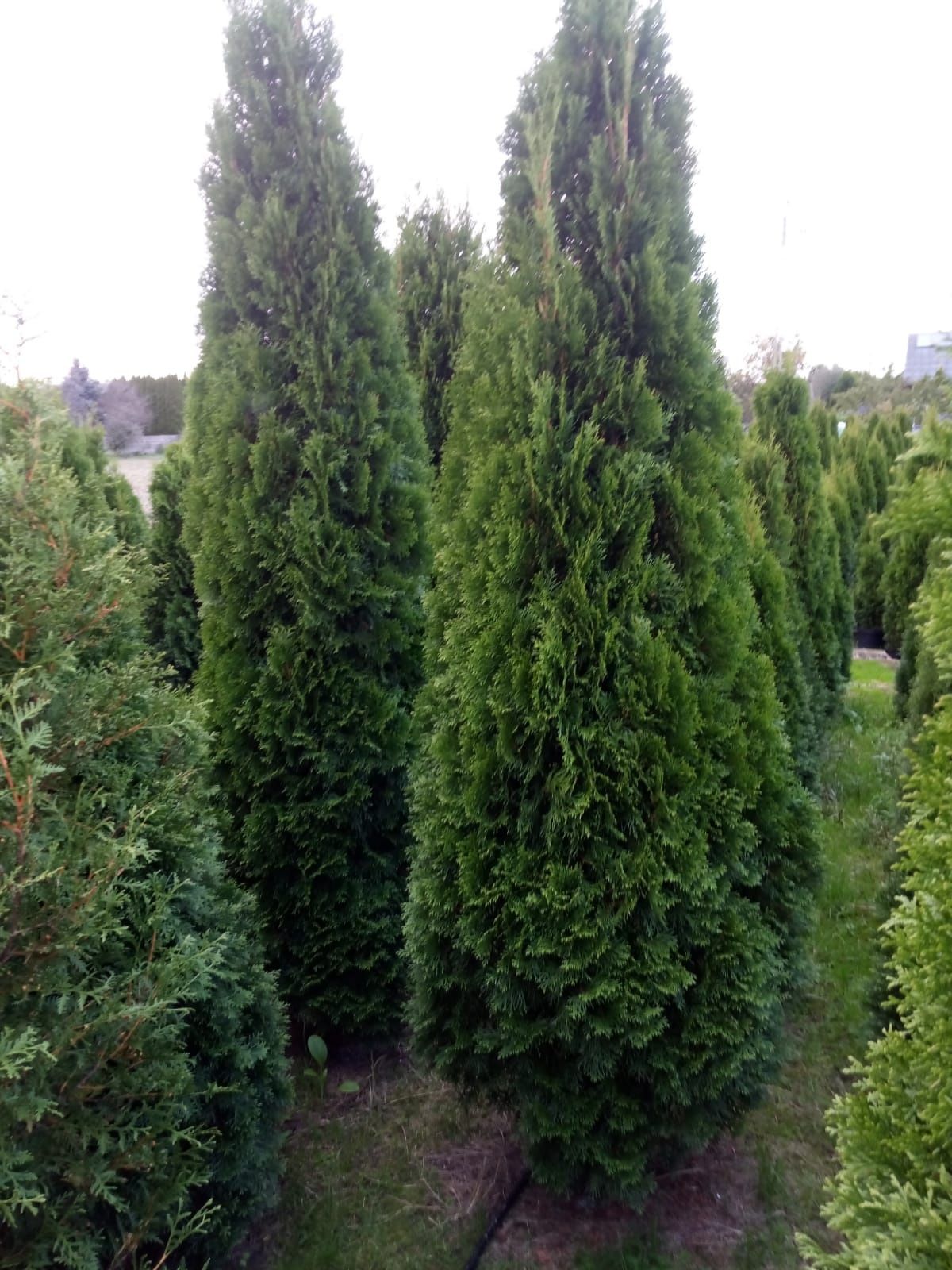 Tuja tuje szmaragd 250-280 cm. niepełna od spodu