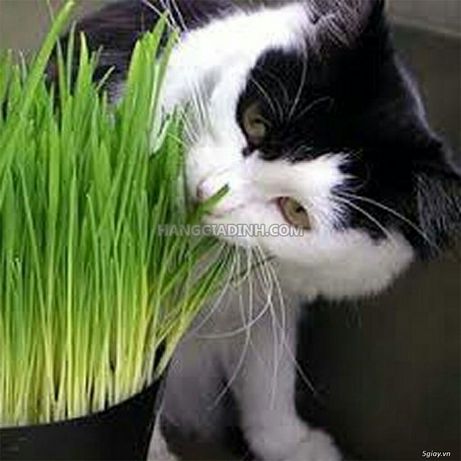 Пророщенная трава для котов