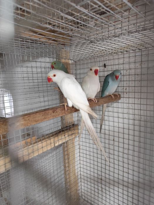 2 ring necks - albino e pálido azul