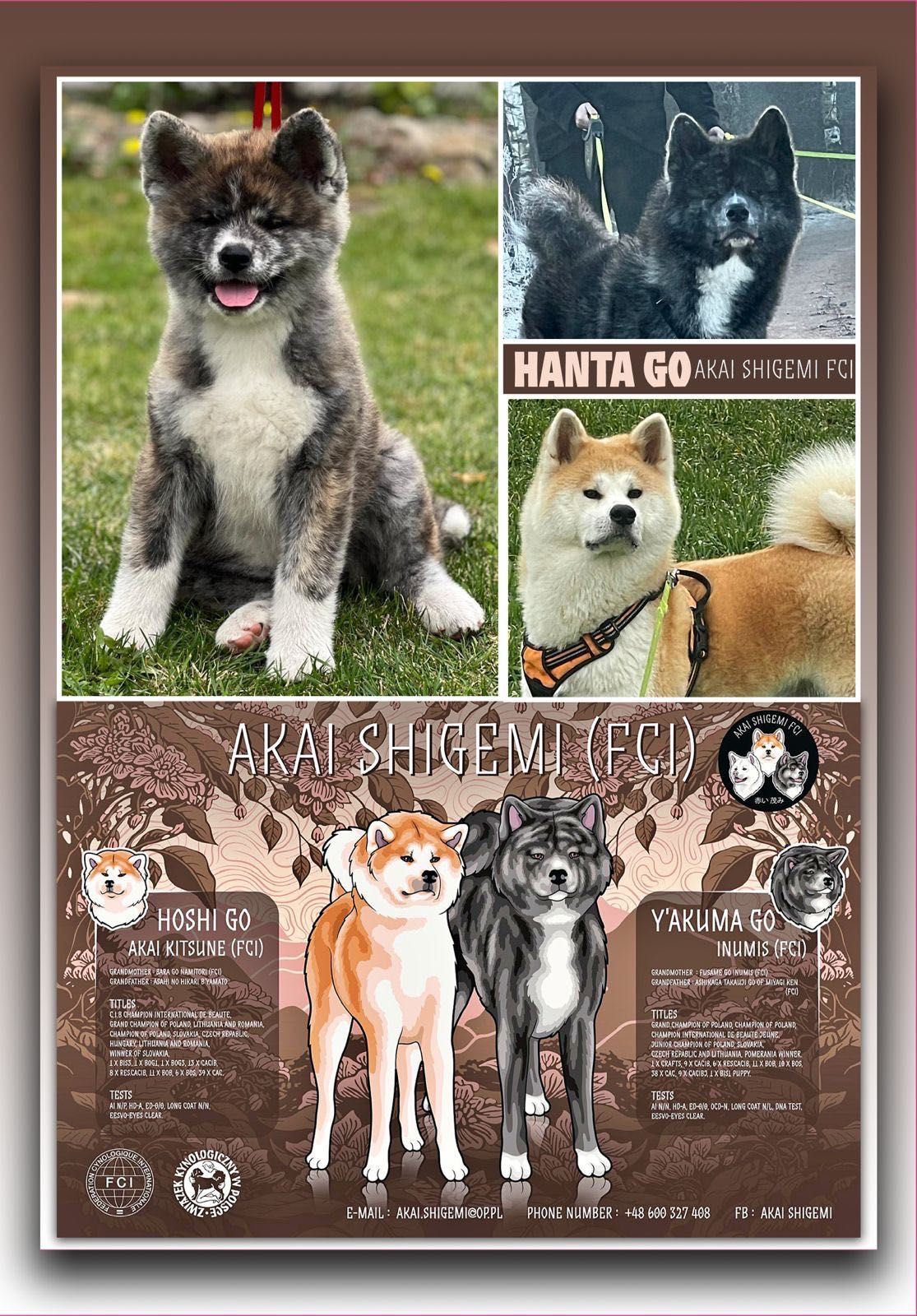 Akita Inu FCI szczeniak suczka
