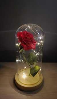 Piękna Wieczna Róża
