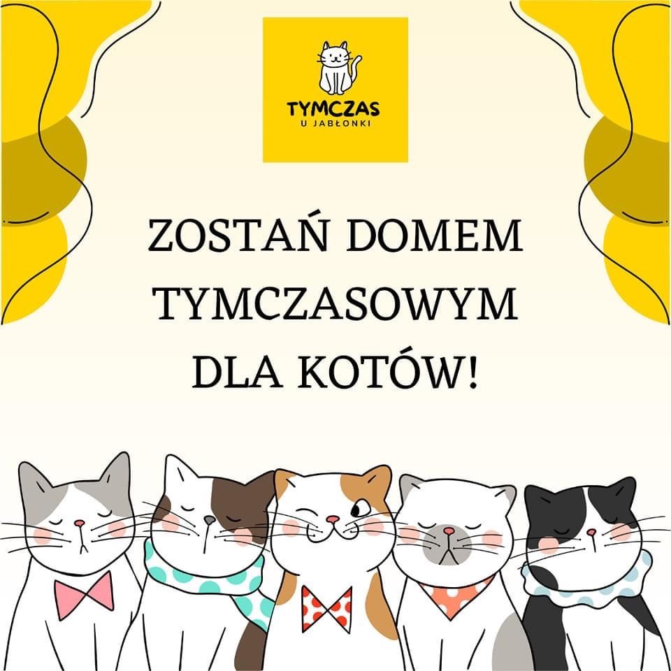 Zostań domem tymczasowym dla kotów :)