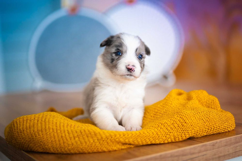 Border Collie blue merle suczka - badania genetyczne