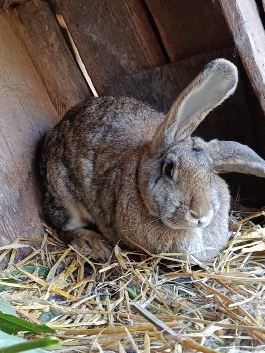 Sprzedam króliki cena 250zl