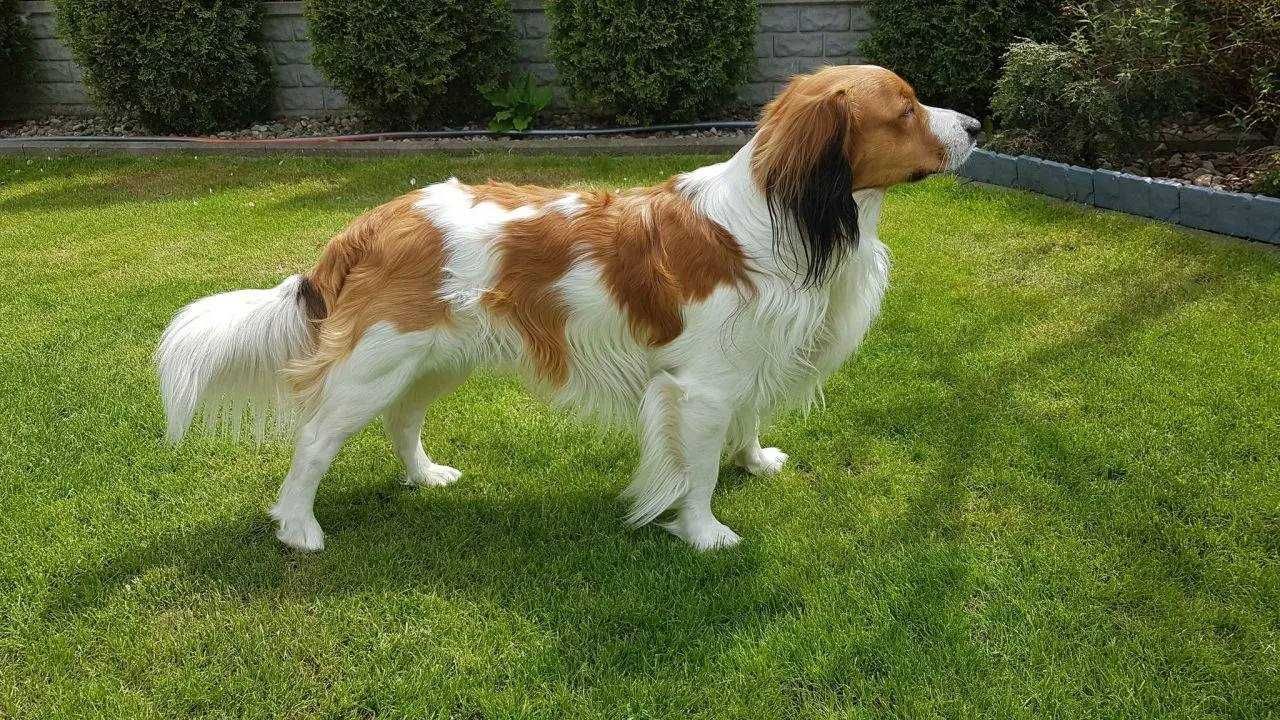 Kooikerhondje Płochacz holenderski FCI - piesek