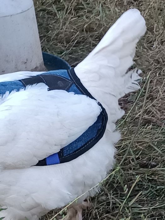 Захистні попони для Вашої птиці.важливо точність ,якість.досвід