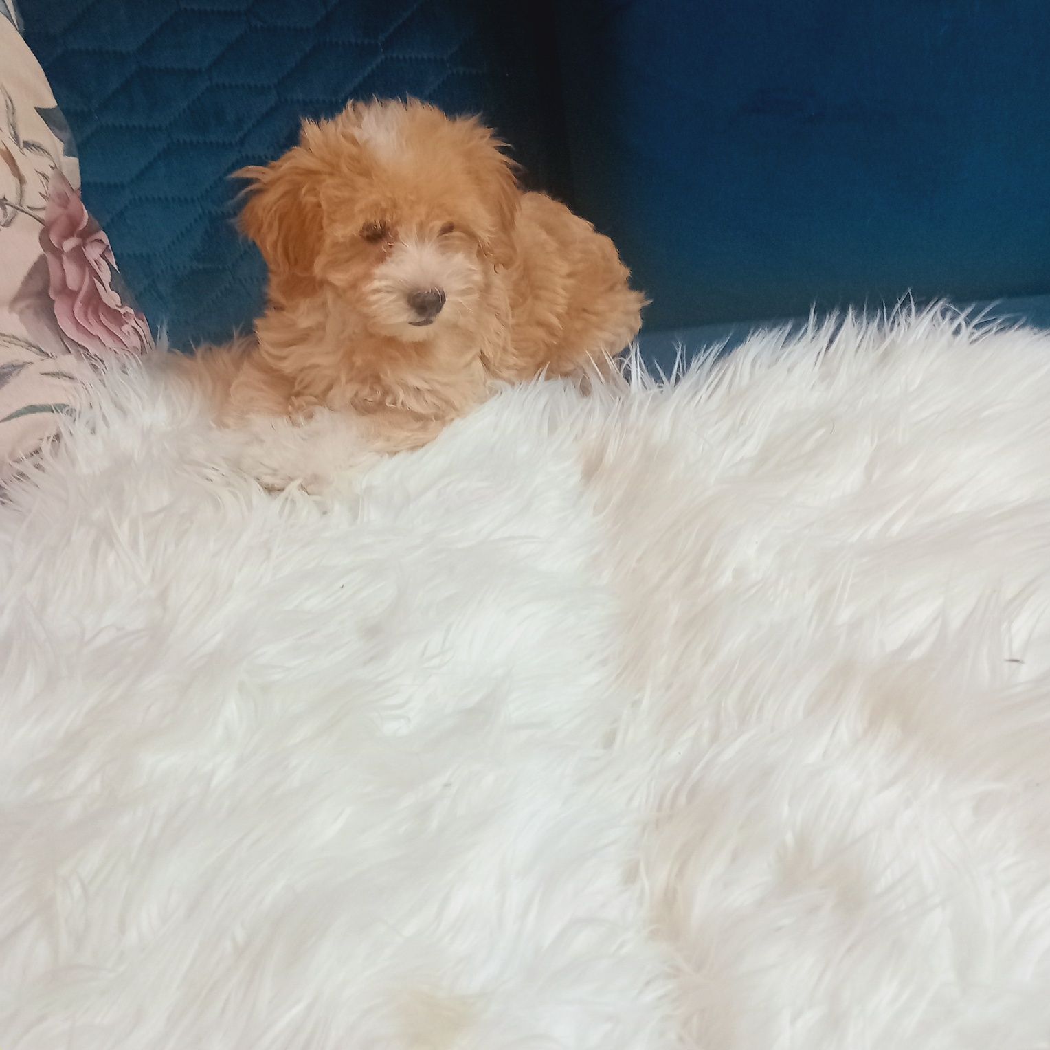 Maltipoo, maltańczyk &pudel toy suczka ,kąplet szczepień