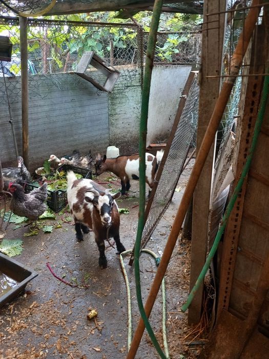 Vendo  2 cabras anãs