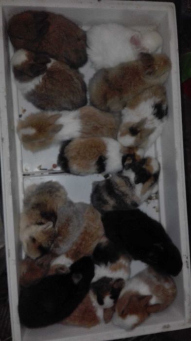 Vendo coelhos anões fofinhos pequeninos