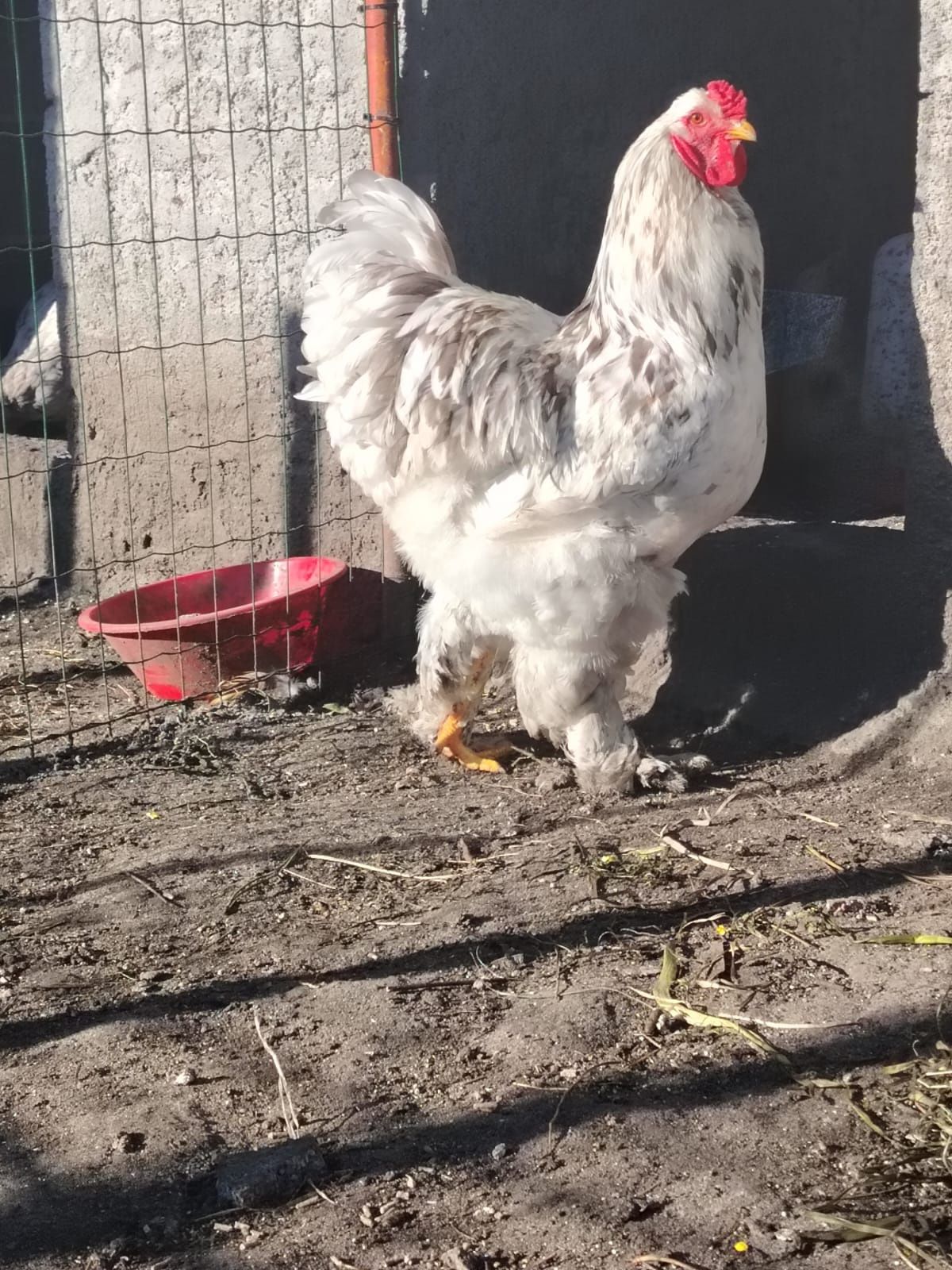 Vendese casal Brahma Splash e um casal Orpington amarelo com 2 femias