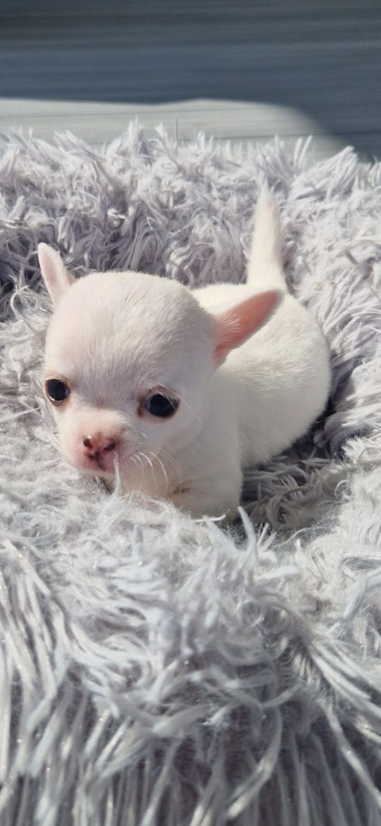 Chihuahua mini piesek