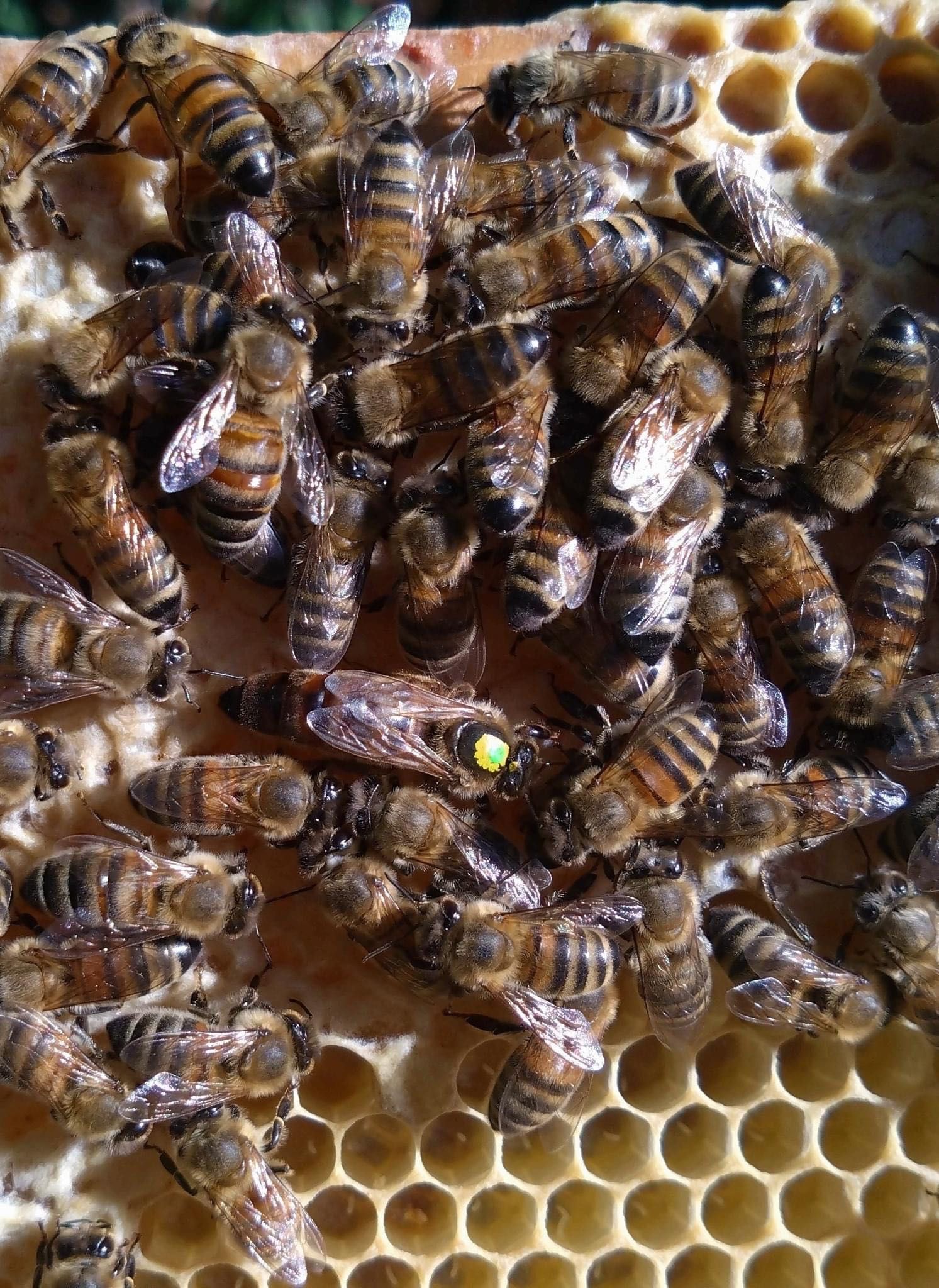 Matki pszczele Buckfast Kaukaski