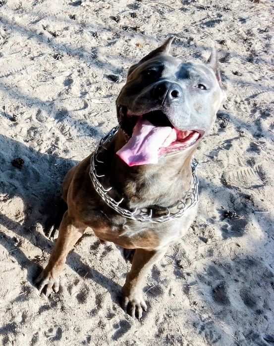 В'язка собак безкоштовно