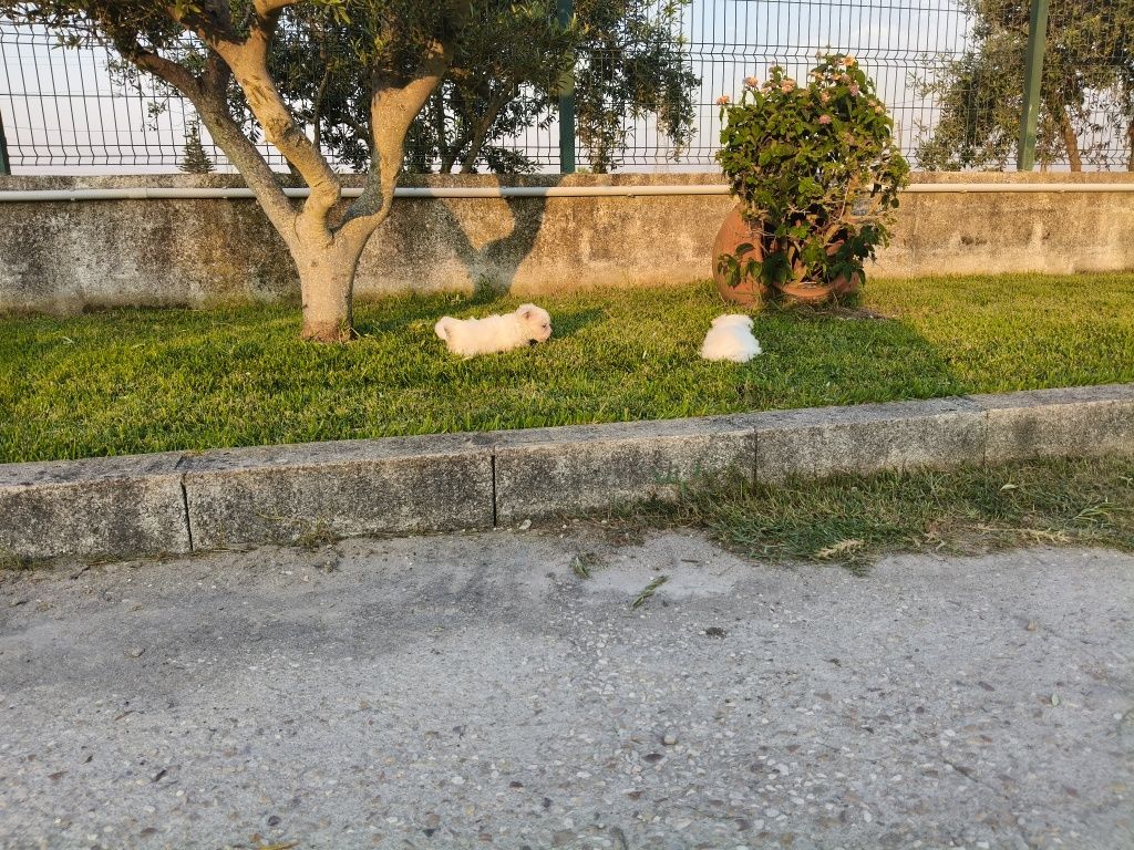 Bichon Maltês branquinho