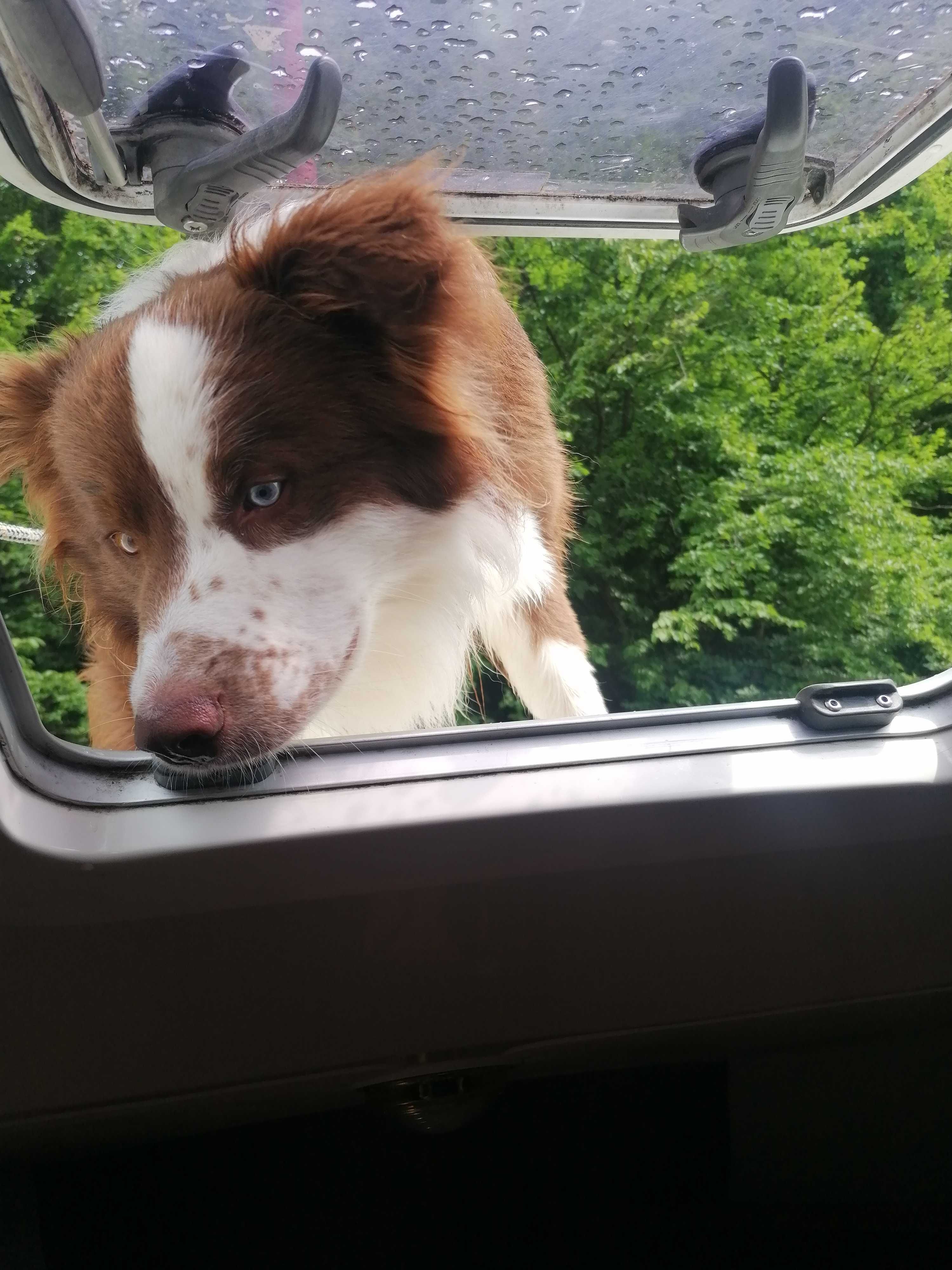 Border Collie Reproduktor