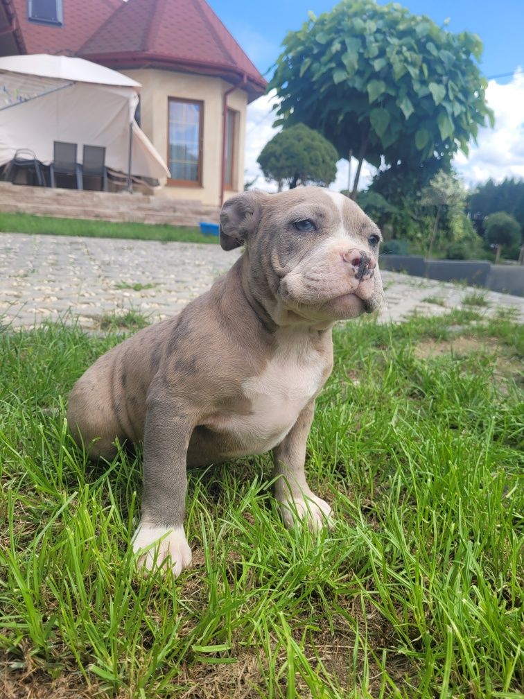 American bully suczka blue merle Quality hight