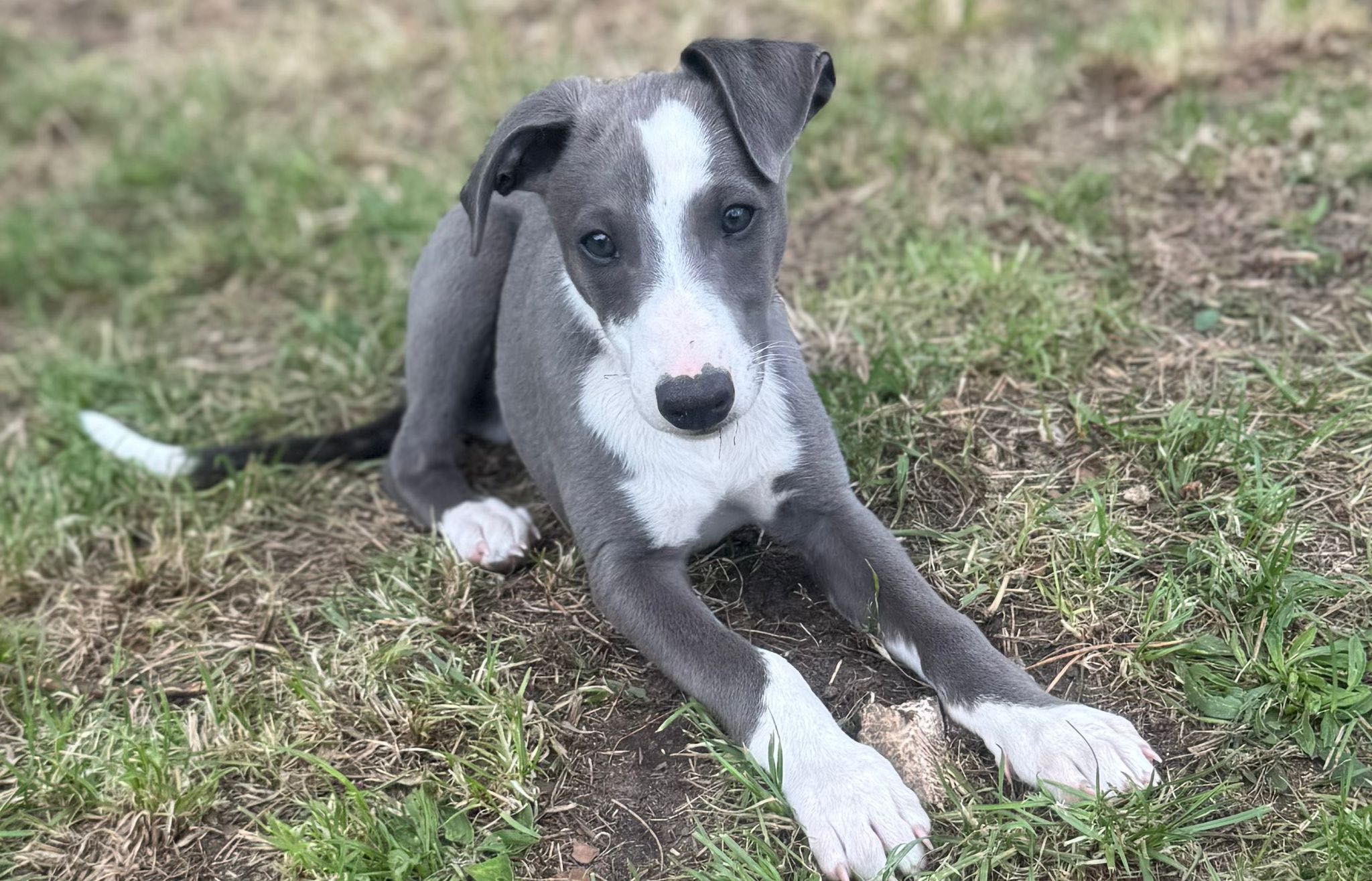 Whippet chart angielski eleganckie pieski