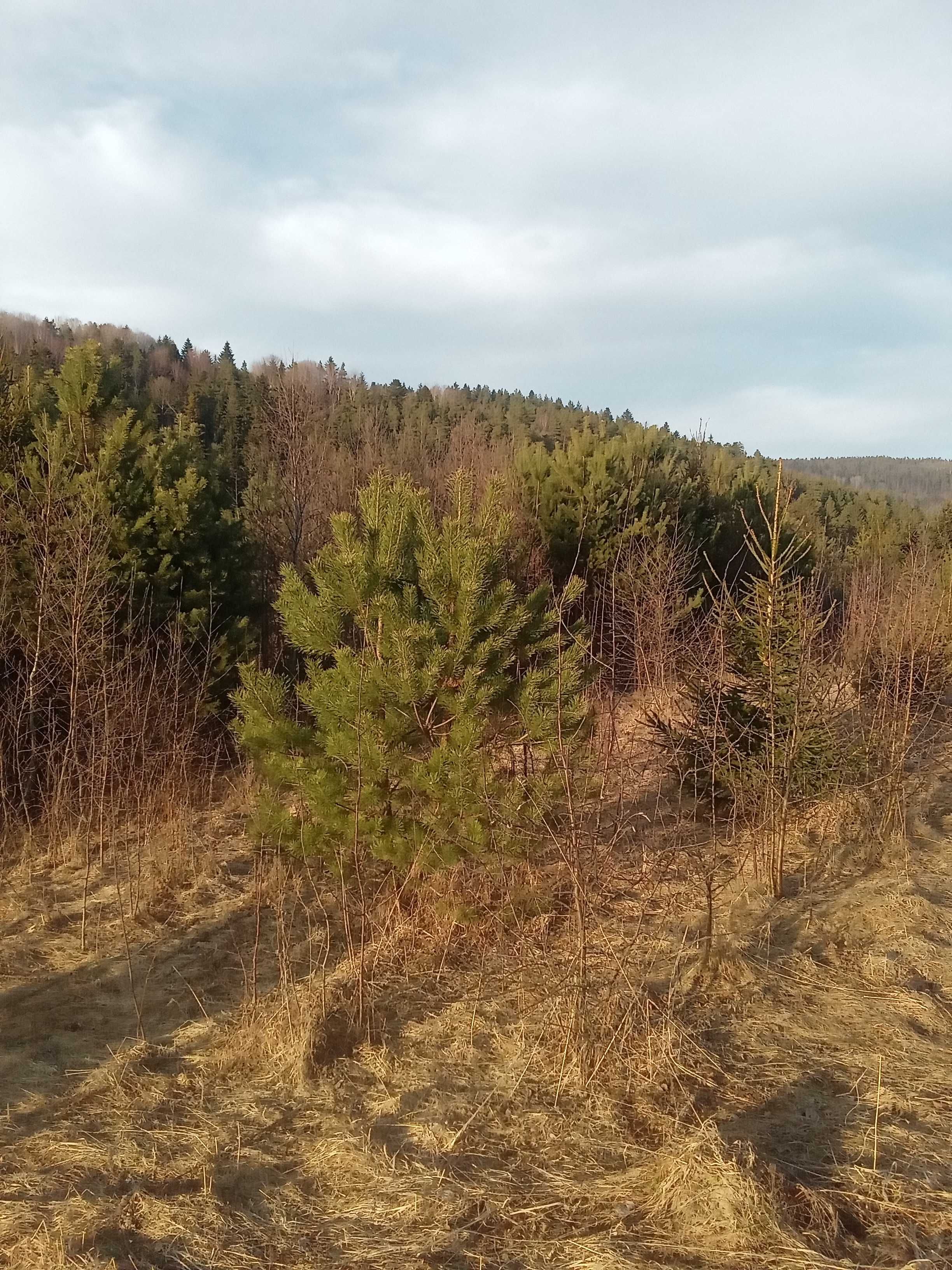 Земля с/г призначення 1,8 гектара
