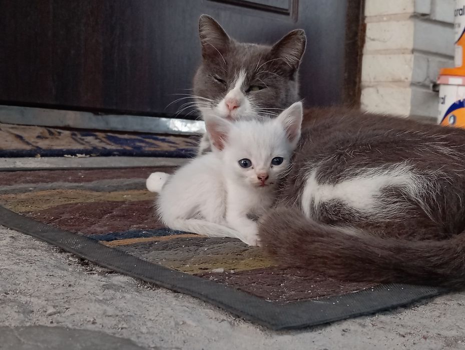 віддам кошенят в добрі руки
