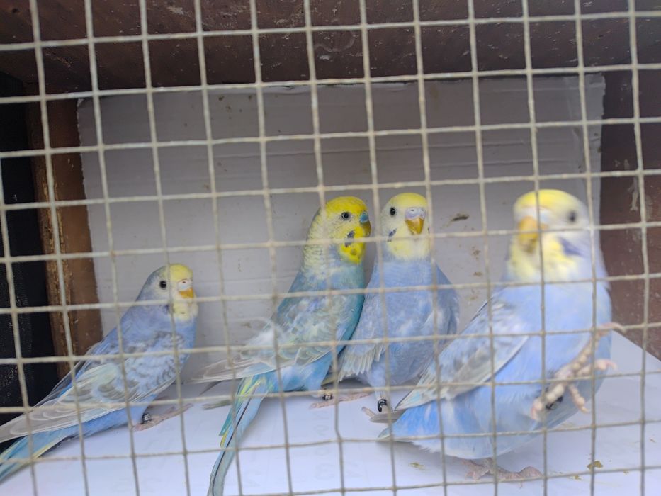 Papugi - papużki faliste tęczowe -młode 2025 r