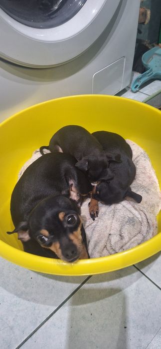 Pinczer miniaturowy, Ratlerek Szczeniak Suczka!