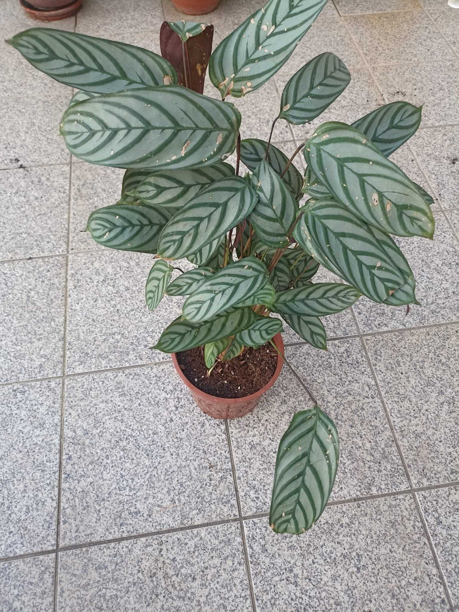 Vendo planta de interior - Maranta-cinza(Ctenanthe setosa (Roscoe))