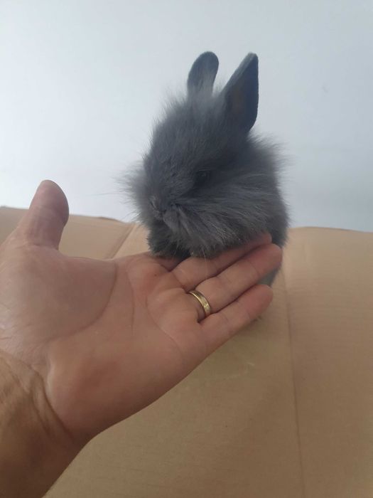 Venda de coelhos anoes