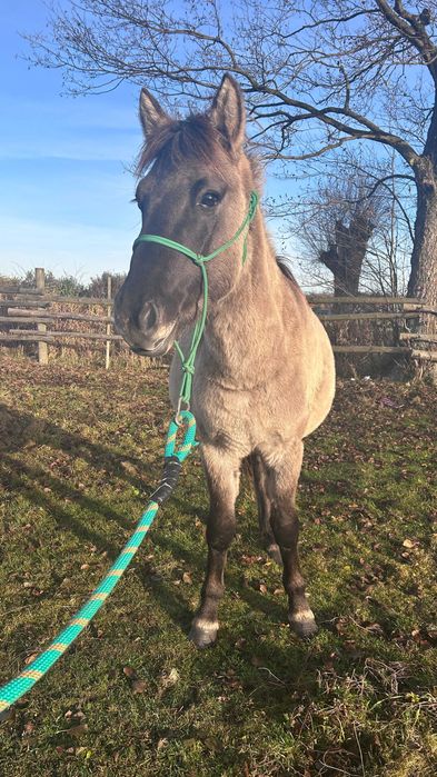 Ogierek konika polskiego