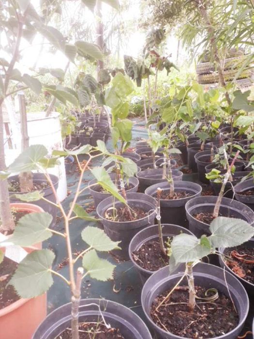 Ozdobne lipy miododajne dostepne wiele odmian  kwitna nawet w sierpniu