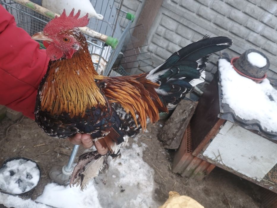 Karzełki łapciate 2+1