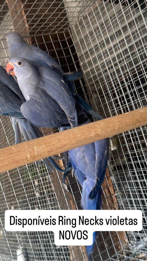 Ring Necks novos
