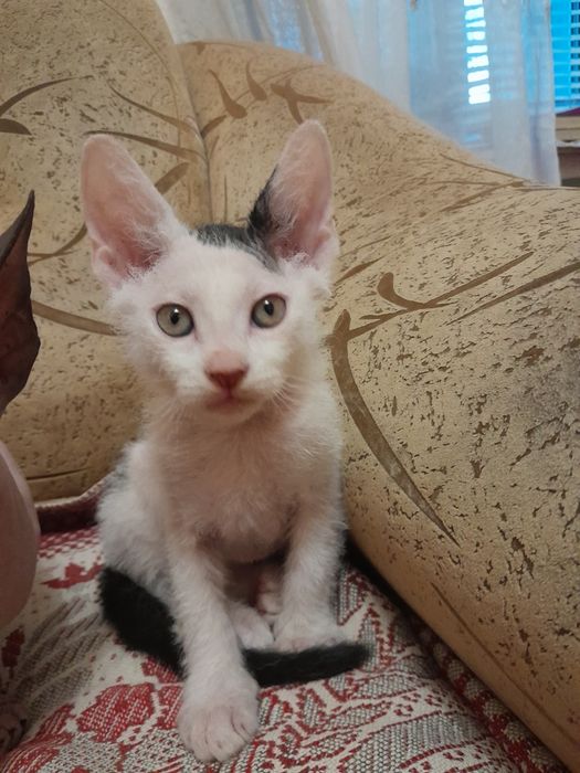 Кошенята від донського сфінкса