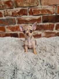 Chihuahua piesek merle!