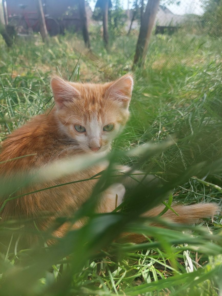 Гарний рудий котик