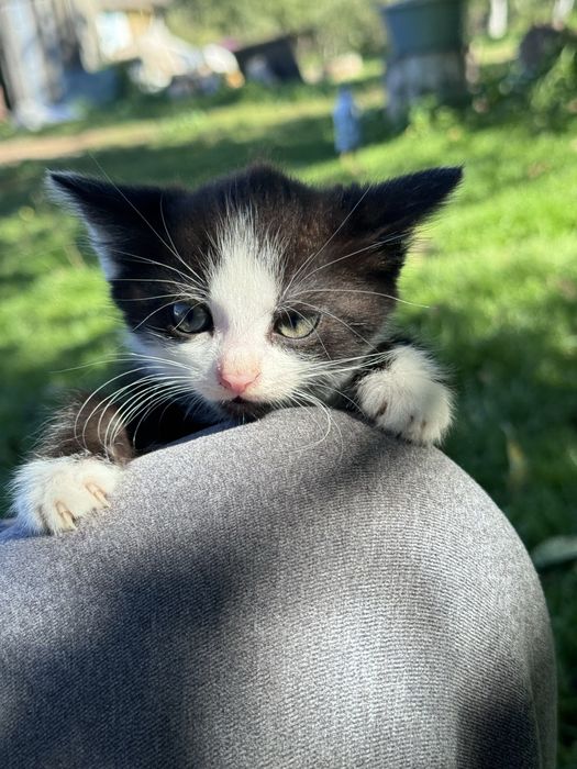 Кошеня в добрі руки