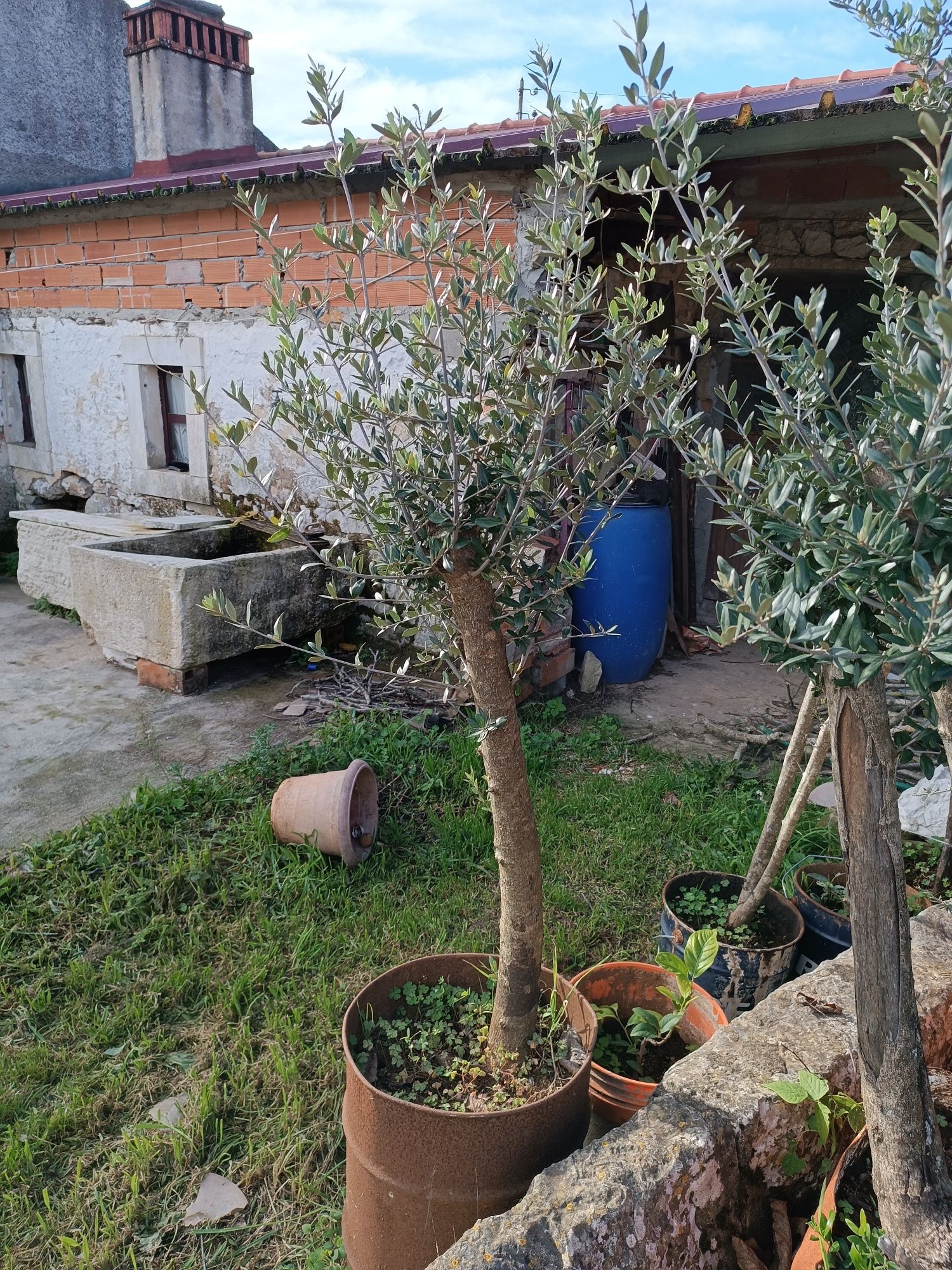 Oliveiras para jardim