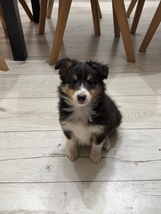 Owczarek szetlandzki sheltie szczeniak