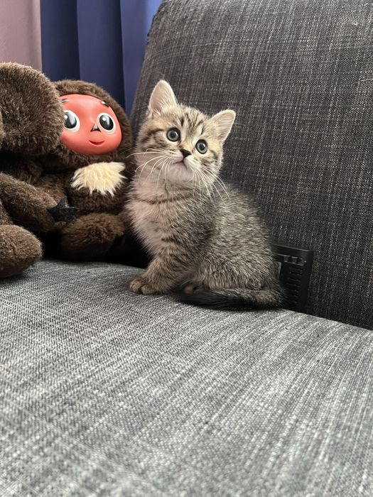 Шотландские котята