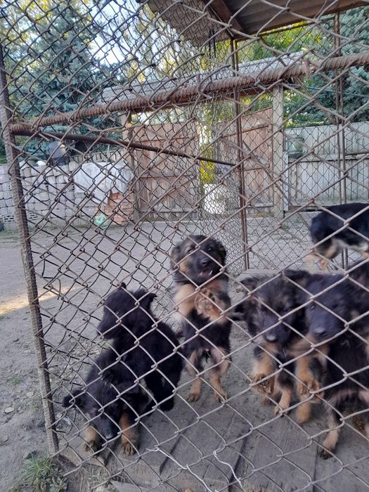 Німецькі вівчарки